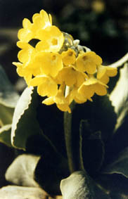 Primula auricula